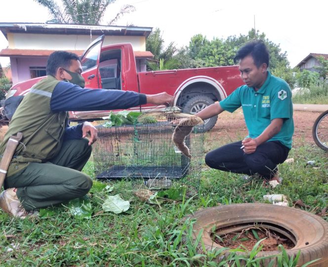 
 Petugas BKSDA Sampit saat menerima satwa liar dilindungi jenis Owa dari masyarakat dusun Sungai Bugis, Kotawaringin Timur. (FOTO: Dokumen BKSDA).