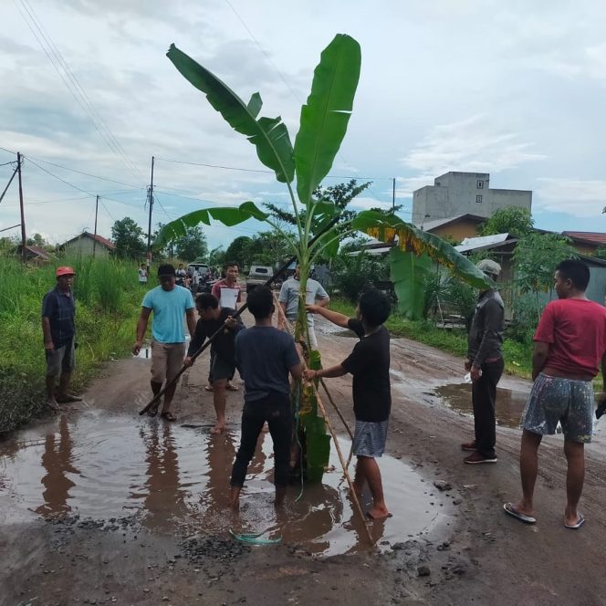 
 Masyarakat sedang menanami jalan Tingang Induk dengan pohon pisang dan singkong. (FOTO: Dokumen Warga).
