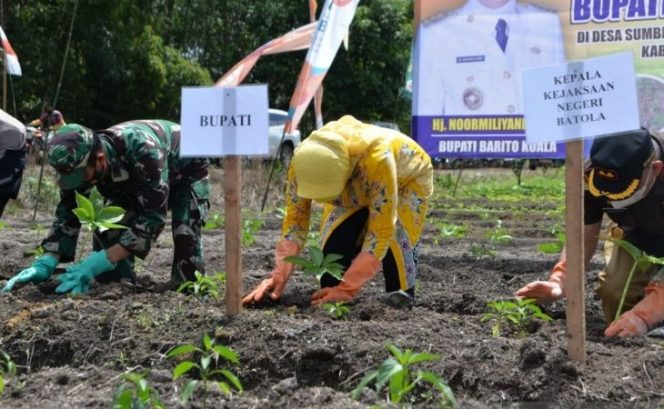
 Bupati Batola Bersama Petani Tanam Porang di Desa Sumber Rahayu, Wanaraya