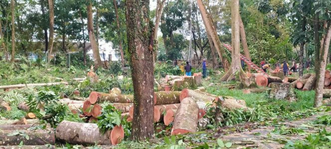 
 Pohon di Hutan Kota Kapuas Ditebang,Kayunya Dilelang untuk Kas Daerah